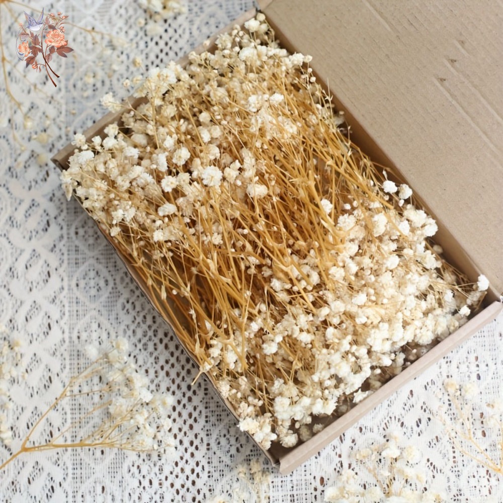 Craft Embellishment - 100 adet Mini Kurutulmuş Cipso Çiçeği,
